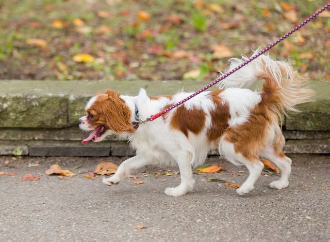 Dog Walking