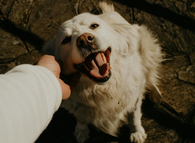 Happy Dog