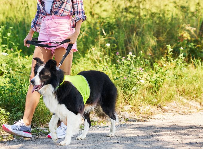 Dog Walking